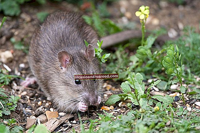 Phần mềm độc hại RAT là gì và tại sao nó lại nguy hiểm như vậy?